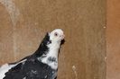 IMG_1291