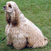 AmericanCockerSpaniel_wb