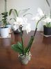 Vandut.Mini Phalaenopsis alba 4,  16 ron
