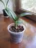 Vandut.Dendrobium Phalaenopsis,20 ron