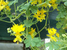 canary bird.tropaeolum peregrinum