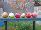 cateva mere(Ionagold, Golden,Red Delicios,Granny smith,Ionatan,Florina)