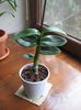 Vandut.Dendrobium Phalaenopsis,verde cu limb mov,25 ron