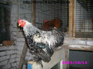 Cochin Pitic Herminat Inchis
