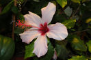 Apple Blossom