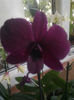 asa infloreste