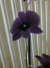 den violet inchis