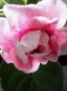 Rokoko pink