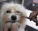 Dog-haircut