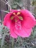 hibiscus coccineus