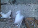IMAG0278