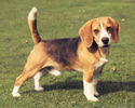 beagle112