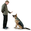 dog-training-commands