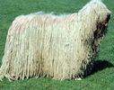 Komondor_Dog