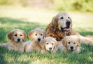 136220-20Golden20Retriver20with20Puppies