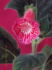 18 octombrie 2013-flori 008