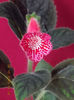 18 octombrie 2013-flori 011