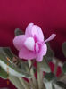 violeta ?