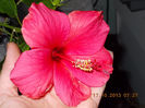 18 octombrie 2013-flori 046
