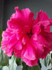 18 octombrie 2013-flori 061