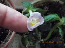 18 octombrie 2013-flori 067