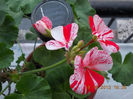 18 octombrie 2013-flori 091
