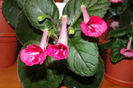 SRG's Ruby Belle