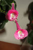 AN's Sparrow Pink