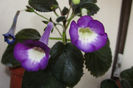 SRG's Blue Chesse