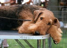 airedale_terrier02