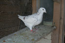 100_7026 Vandut