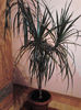 dracena