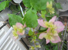 DSCN5214