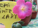 achi paitend lady