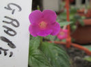 achi grape vine