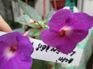achi lavender fanchy