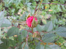 DSCN4265