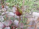 DSCN4266