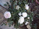 DSC00602