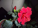 DSC00816