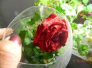 Trandafir  DIMOV nr.60, poate fi Red Intuition