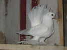 roman 2174