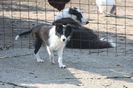 DOI BORDER COLLIE