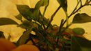 credeam ca e mandarin dar pare a fi calamondin