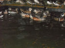 DSCN3474