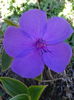 Clematita-2013-10-19 16.22.59