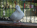 DSC03990