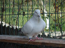 DSC03991