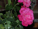 DSCN1826