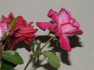 DSCN1834
